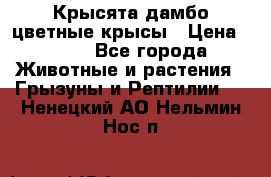 Крысята дамбо цветные крысы › Цена ­ 250 - Все города Животные и растения » Грызуны и Рептилии   . Ненецкий АО,Нельмин Нос п.